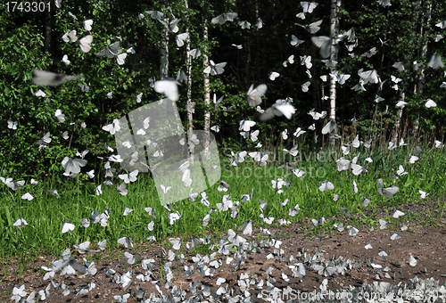 Image of Butterflies in the Air