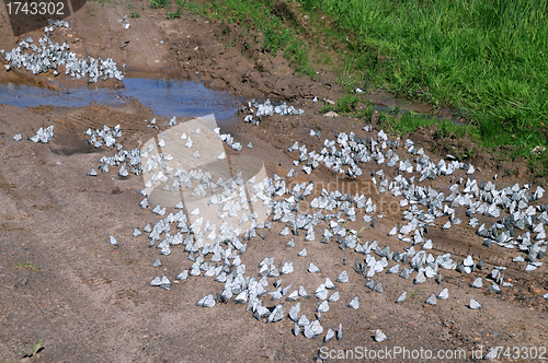 Image of Butterflies on the Dirt Road