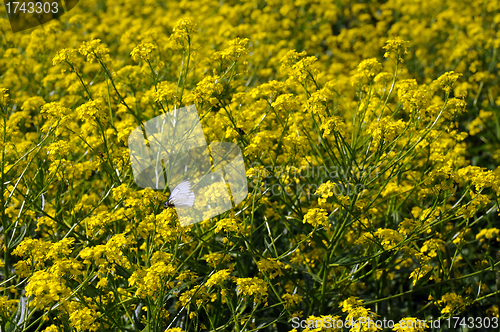 Image of Butterfly and Yellow Flowers