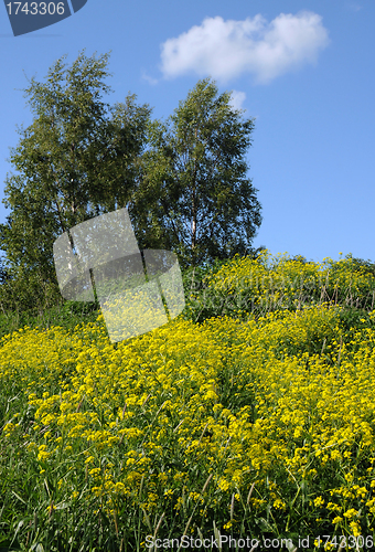 Image of Tall Crowfoot Flowers and Birch Trees