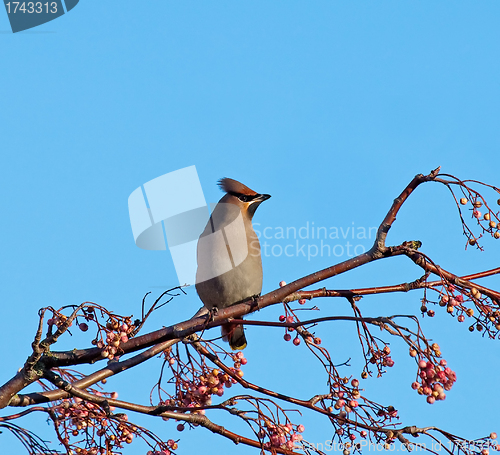 Image of Bohemian Waxwing on Rowan