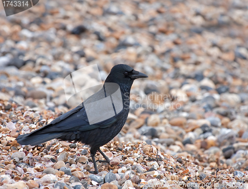 Image of Carrion Crow on Seaford Beach