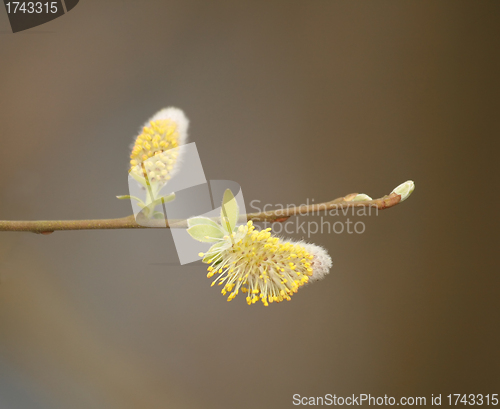 Image of Catkins