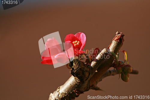 Image of Chaenomeles flower