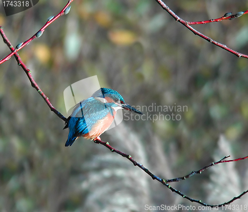 Image of Common Kingfisher