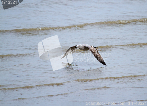 Image of Gull Skimming Waves
