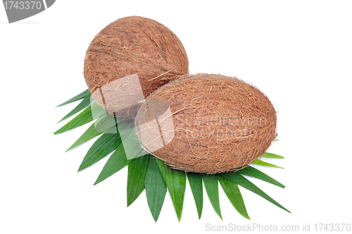 Image of Coconut fruit isolated on white background