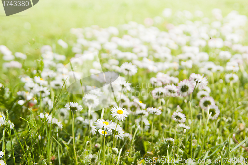 Image of daisies blossoming on a glade