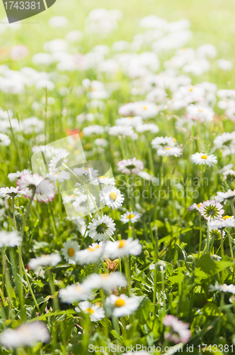 Image of daisies blossoming on a glade