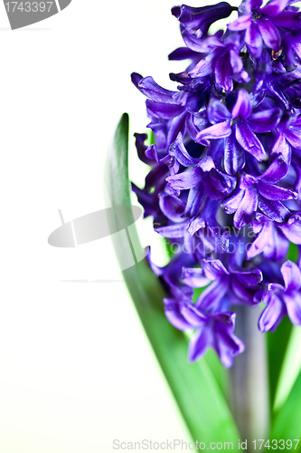 Image of blue hyacinth 