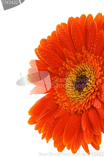 Image of Red gerbera flower 