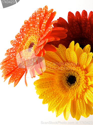 Image of Red, Orange and Yellow gerbera flowers