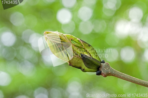 Image of Leaf Bud