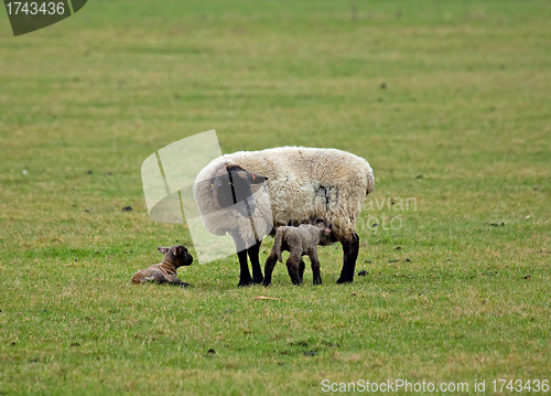 Image of Sheep and lambs