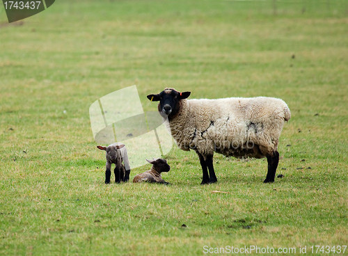 Image of Sheep and Lambs