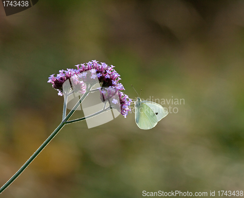 Image of Small White butterfly