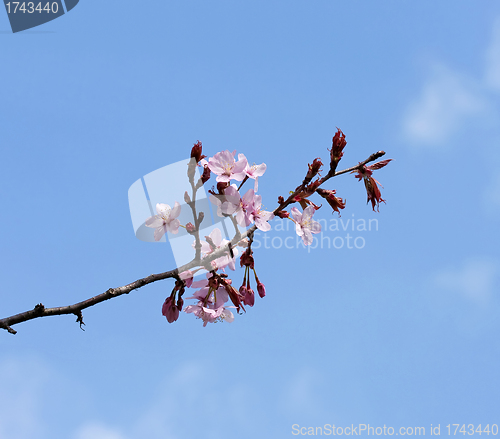 Image of Spring Blossom