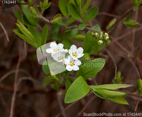 Image of White Spring Flower