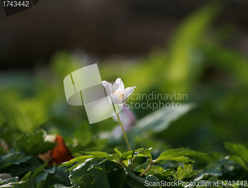 Image of Wind Flower or Wood Anemone