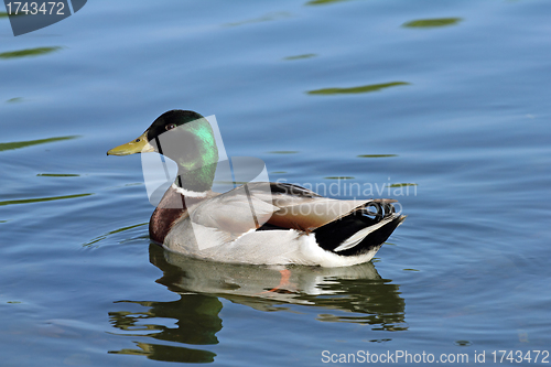 Image of mallard on the lake