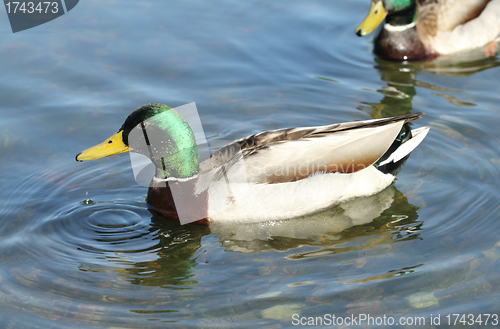 Image of mallard on the lake