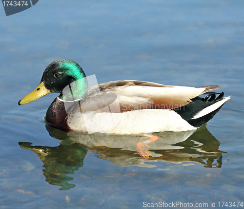 Image of mallard on the lake