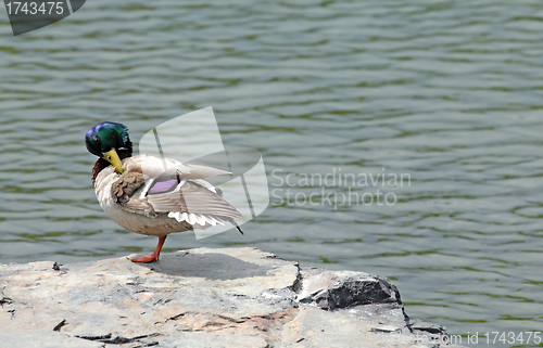 Image of mallard on a rock