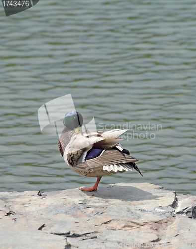 Image of mallard on a rock