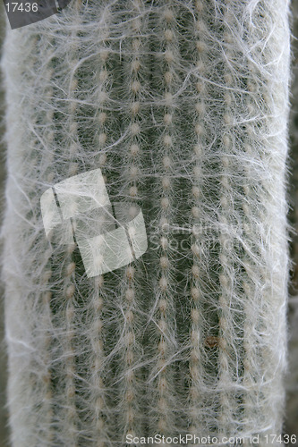 Image of Cactus Detail