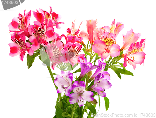 Image of Bouquet of lilies (alstroemeria)