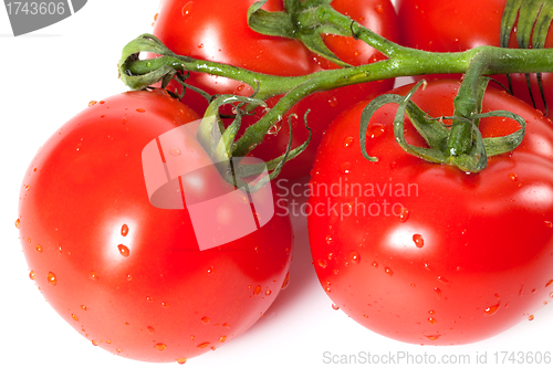 Image of Bunch of fresh tomatoes with water drops