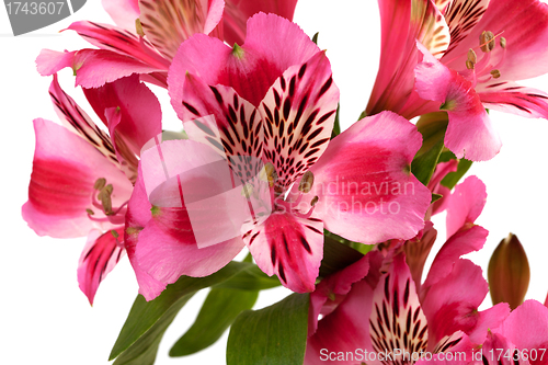 Image of Lilies (alstroemeria) close-up view.