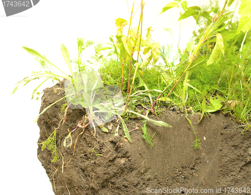Image of grass