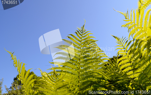 Image of Fern verdant twig leaves on background of blue sky 