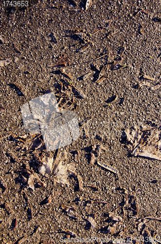 Image of Closeup maple leaves and seeds on asphalt sunlight 