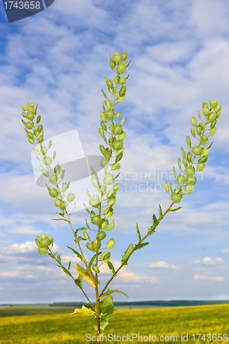 Image of Field Pennycress plant