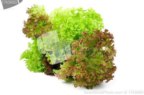 Image of Lettuce on a white background