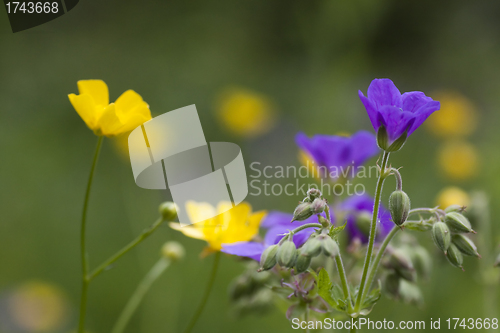 Image of wild summer flowers