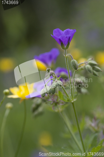 Image of wild summerflowers