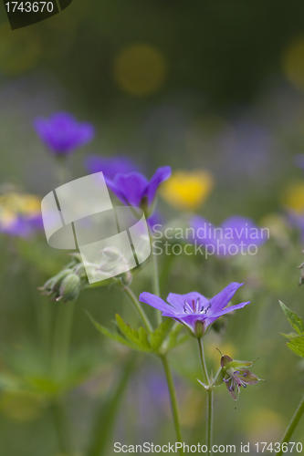 Image of wood cranesbill