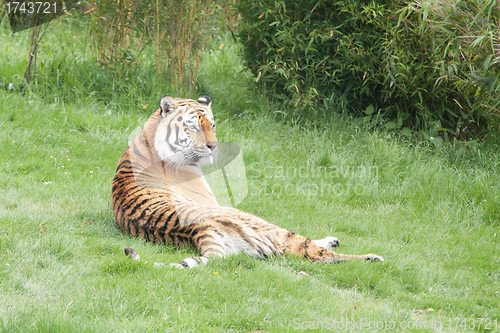 Image of Amur or Siberian Tiger