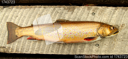 Image of speckle trout