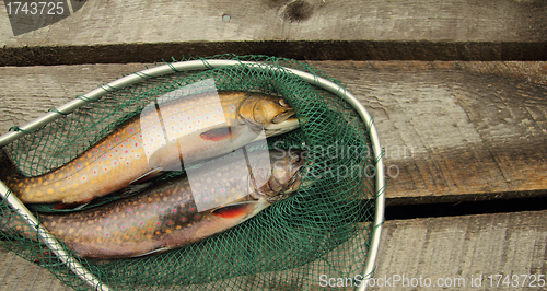 Image of speckle trouts