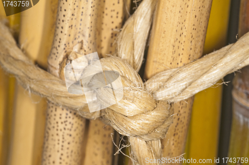 Image of bunch of bamboo