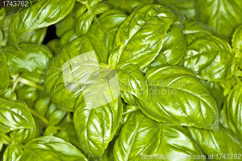 Image of basil