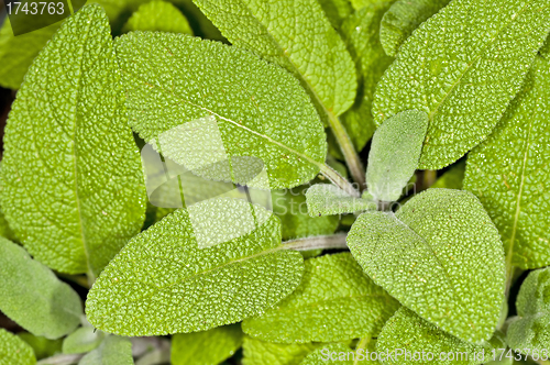 Image of sage, Salvia officinalis