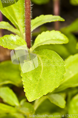 Image of Stevia rebaudiana, support for sugar