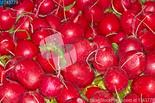 Image of radish