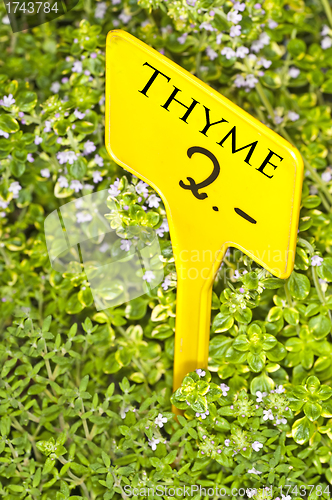 Image of thyme