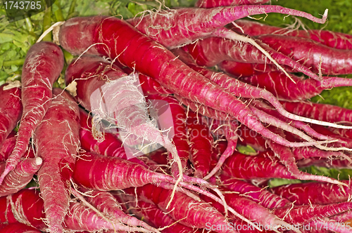 Image of red radish